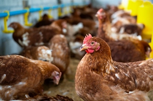 Роспотребнадзор выявил опасную мутацию вируса гриппа птиц в Сахалинской области