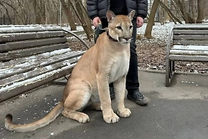 В Москве у скандально известного коммуниста конфисковали пуму Геркулеса