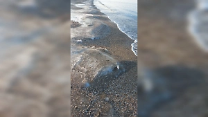 На побережье Кубани обнаружили новые выбросы мазута