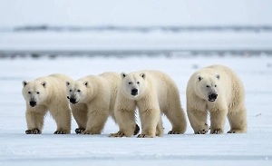 Потепление почти вдвое сократило популяцию белых медведей в Гудзоновом заливе
