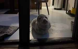 В отеле в Нидерландах гости обнаружили спящего в номере тюленя