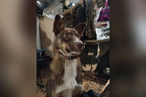 Боевая подруга: Российские военные спасли собаку Багиру в зоне СВО