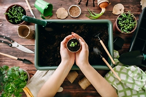 На смену монастырингу пришёл рассадинг: В Союзе дачников раскрыли, как обустроить огород прямо у себя на балконе