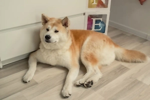 Зоопсихолог рассказала, как помочь домашним животным справиться с тревожностью