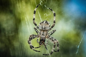 Российские учёные предложили делать обезболивающие из яда пауков