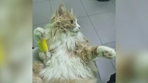 Питомцы по всей России наелись тюльпанов и заработали себе мочекаменную болезнь