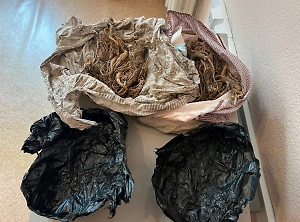 Иностранец пытался вывезти из России 100 корней женьшеня в трусах