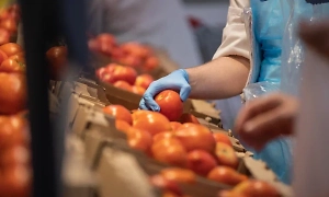 В российском регионе помидоры продают по цене килограмма говядины