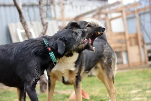Бродячие собаки до смерти загрызли пенсионерку на кладбище в Дагестане