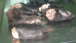 Турист хотел незаконно увезти в Китай пять лап гималайского медведя