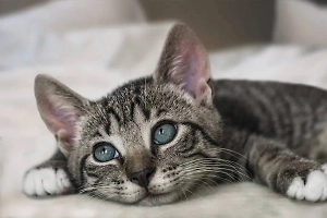 От обезвоживания до бешенства: Ветеринар назвал 4 признака заболевшей кошки