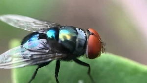 «Страдают, когда их едят»: Зоошизы в Швеции захотели дать мухам права