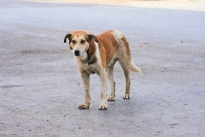 «Зубастое оружие»: Депутат Госдумы предложил варить из бродячих собак мыло
