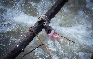 Дети выловили мёртвого младенца из реки на Кубани