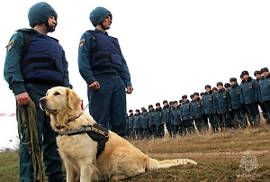 «Служат в МЧС и на границе»: Призывавшим сжигать собак депутатам напомнили, кто охраняет их сон