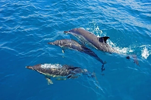 Дельфины совершают массовые самоубийства в США