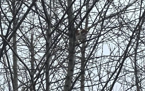 В Туле сотрудники МЧС спасли кота, просидевшего на дереве три дня