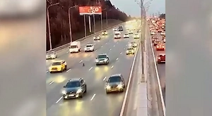 На МКАДе едва не погибла сбежавшая от хозяев собака