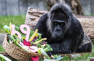 Старейшей горилле в мире устроили сюрприз на 69-летие в Берлине