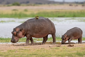 Целое стадо из 80 «кокаиновых бегемотов» Пабло Эскобара истребят в Колумбии
