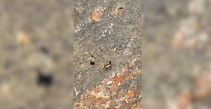 Красноярский фотограф с помощью дрона спас марала от своры собак