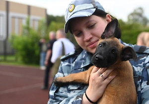 Берём собак в офис: Как общение с хвостатыми влияет на внимание и концентрацию