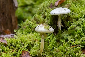 Следы Чернобыля нашли в грибах в Финляндии спустя 40 лет