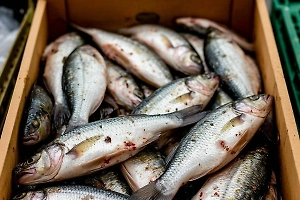 Паразит из рыбы: В России выявили более 13 тыс. случаев описторхоза