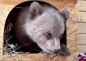 Медвежонка-сироту Дыньку бросили умирать у реки: её спасли и привезли в Москву