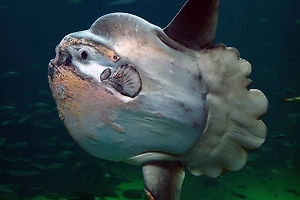 В Венеции туша гигантской рыбы перекрыла судоходный канал