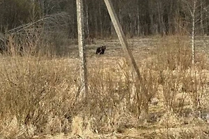Около 70 медведей слоняются у дач и посёлков в трёх районах Подмосковья