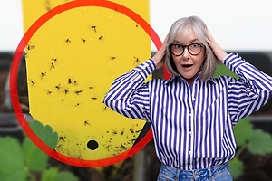 Белокрылка или сциариды? Откуда в рассаде появляются мошки, как их отличить и чем прогнать
