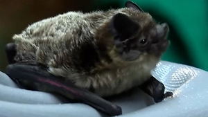 «Наглецы с кругленьким пузиком»: В Петербурге амнистировали летучих мышей, но не всех