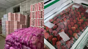 Китайская клубника заполонила лотки наших бабуль, у которых «всё своё»