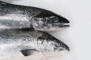 «Сельдяной апокалипсис» случился на Сахалине, люди собирают руками тонны рыбы