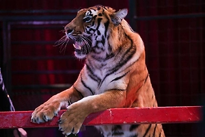Тигр выпрыгнул к зрителям с арены цирка в Ростове-на-Дону