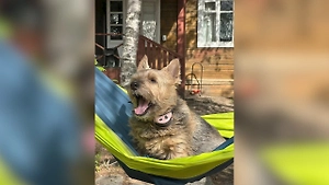 Учёные нашли в Белом море похожего на собаку червя