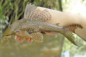 Хайп на крови: Тиктокеры объявили рыбок плеко вредителями и теперь мучают их