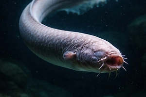 В России разрешили «охоту» на «ведьм»