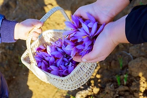 Эустома в Подмосковье — это обман: 7 цветов, которые никогда не будут выглядеть как на упаковке
