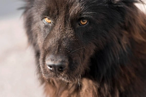 «Швы наложили, стресс сильный»: Сибиряк спас маленькую девочку от своры агрессивных собак