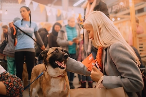 Более 300 собак и кошек будут ждать хозяев на фестивале WOOF в Москве