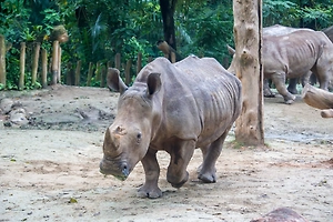 В ЮАР носорог насмерть затоптал зоозащитника, спасавшего животных