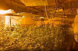 Мужчина устроил «теплицу» с коноплёй на даче матери в Подмосковье