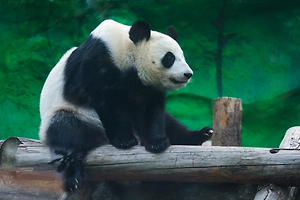 Всё ради лакомства: Панда Катюша начала день с «воздушной гимнастики»