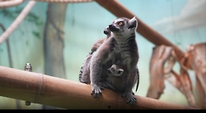 Беби-бум в Московском зоопарке: Кошачьи лемуры и кудрявые пеликаны обзавелись наследниками