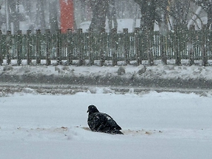 Последний штрих зимы: Петербург вовсю засыпает снегом, на очереди — Москва
