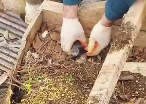 Спасатели из Тулы вывезли трёх крошечных котят из разрушенного дома в Дагестане