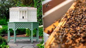 Пасека у крыльца Белого дома: Мелания Трамп заделалась пчеловодом из-за короля Британии