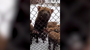 Кустарниковые собаки «убирают» снег в Московском зоопарке — умилительное видео